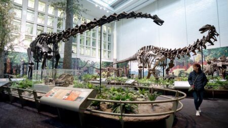Two large dinosaur skeletons of Apatosaurus and Diplodocus in a museum setting, surrounded by lush foliage and informational displays.