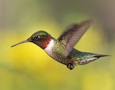 A Ruby-throated hummingbird in mid-flight