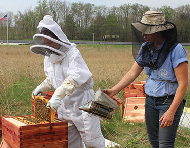Two bee keepers populating a colony of bees.