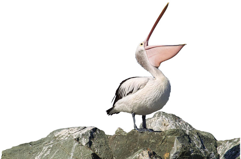A pelican on a group of rocks that are covered in bird poop.