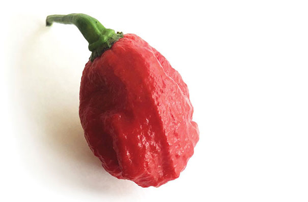 A dragon's breath chili pepper.