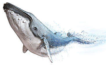 AN illustration of a humpback whale