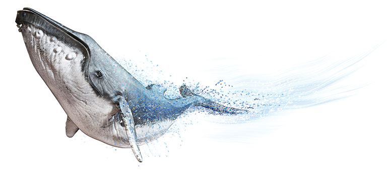 An illustration of a humpback whale