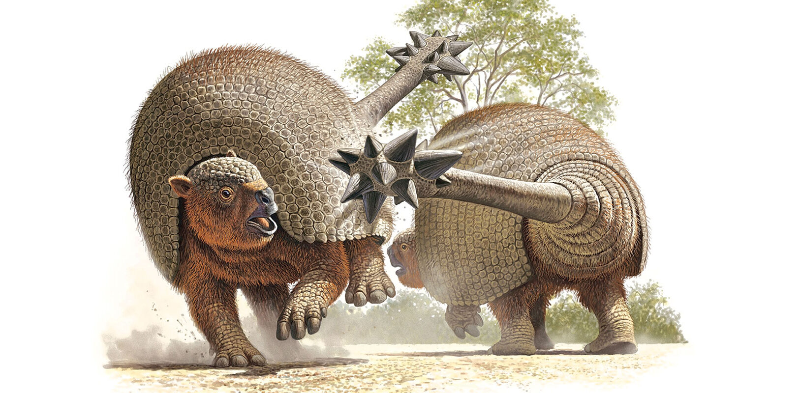 AN artistss rendering of two glyptodonts fighting.
