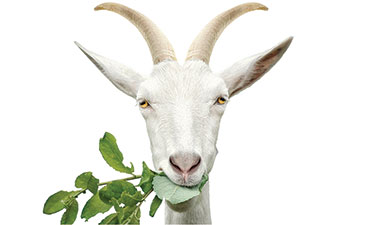 A photo fo a goat eating leaves.