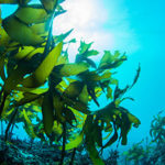 A photo of seaweed