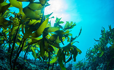 A photo of seaweed