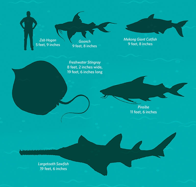 A chart showing size comparisons of different fish