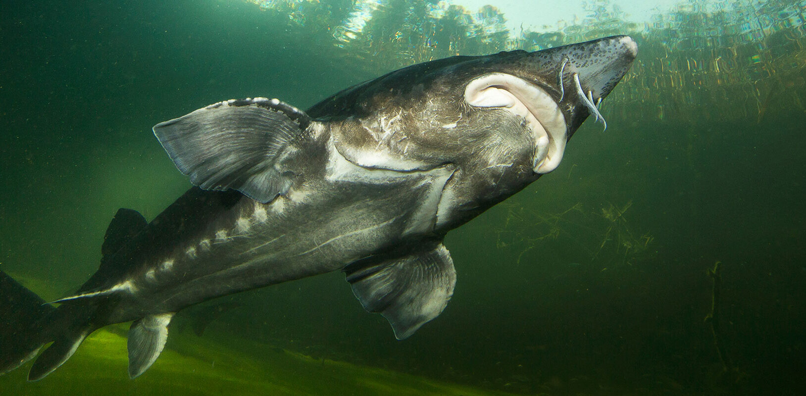 A large gray fish swimming upward