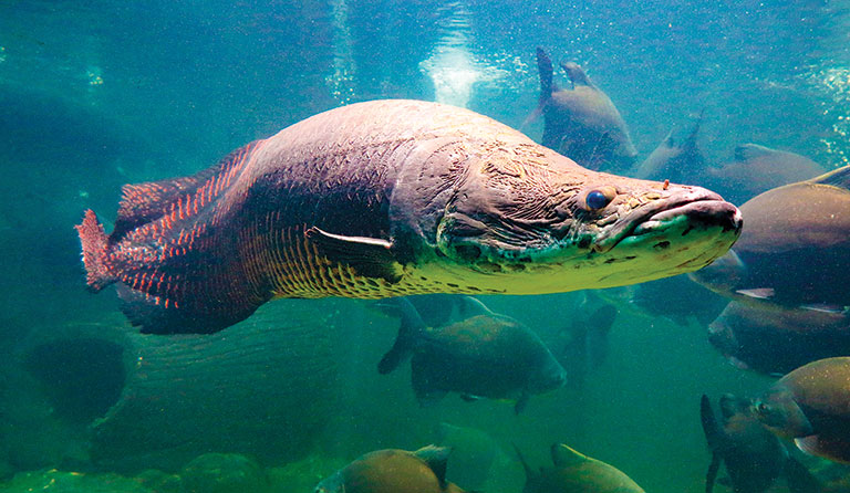 A brightly colored green and red fished and
