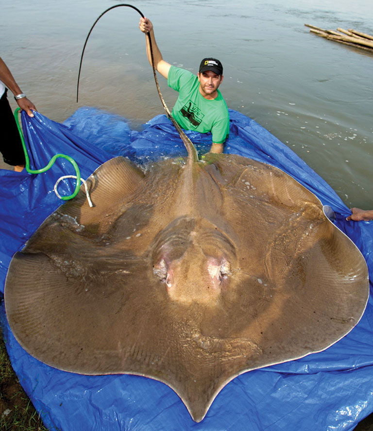 A man next to a large stingray