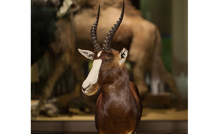 a taxidermic Bontebok