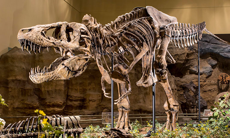 A t rex on display