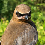 A detail photo of a cedar waxwing