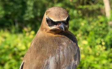 A detail photo of a cedar waxwing