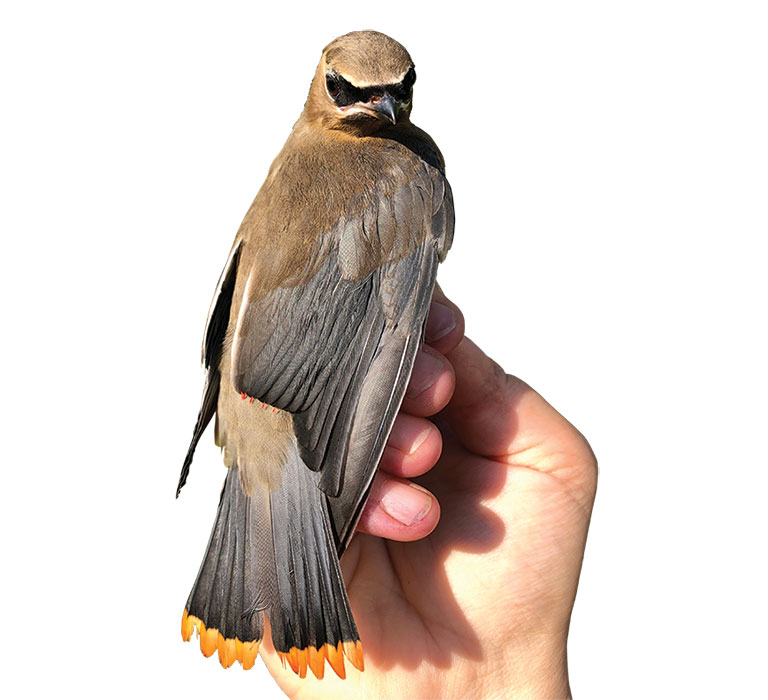 a cedar waxwing bird being held by a human hand