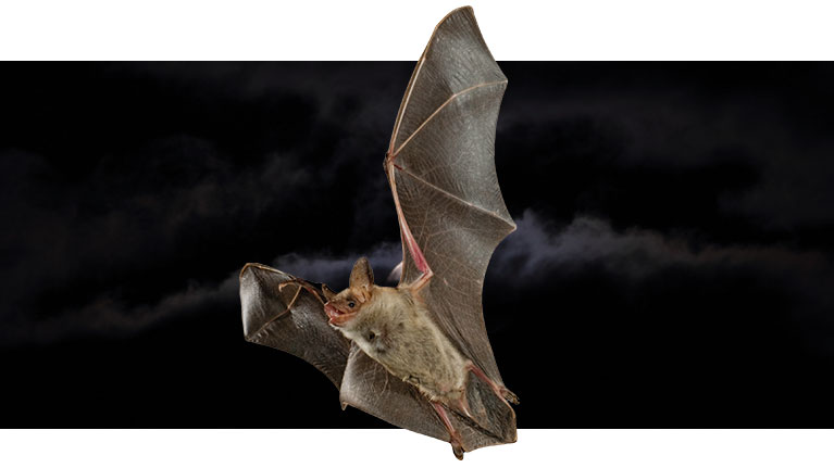 a flying bat
