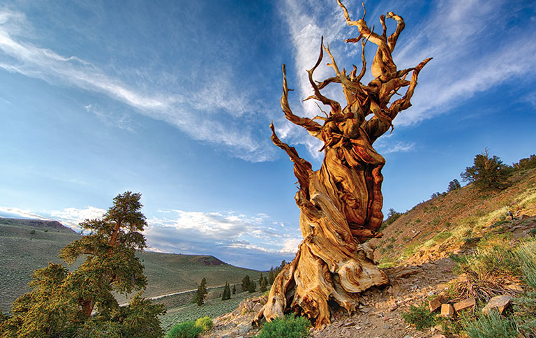 A photo of an ancient tree