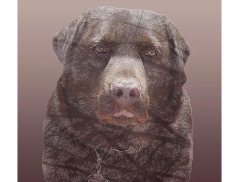 a photo of a dog with a tree superimposed over it