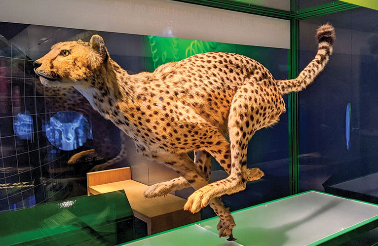 Exhibit of a running cheetah