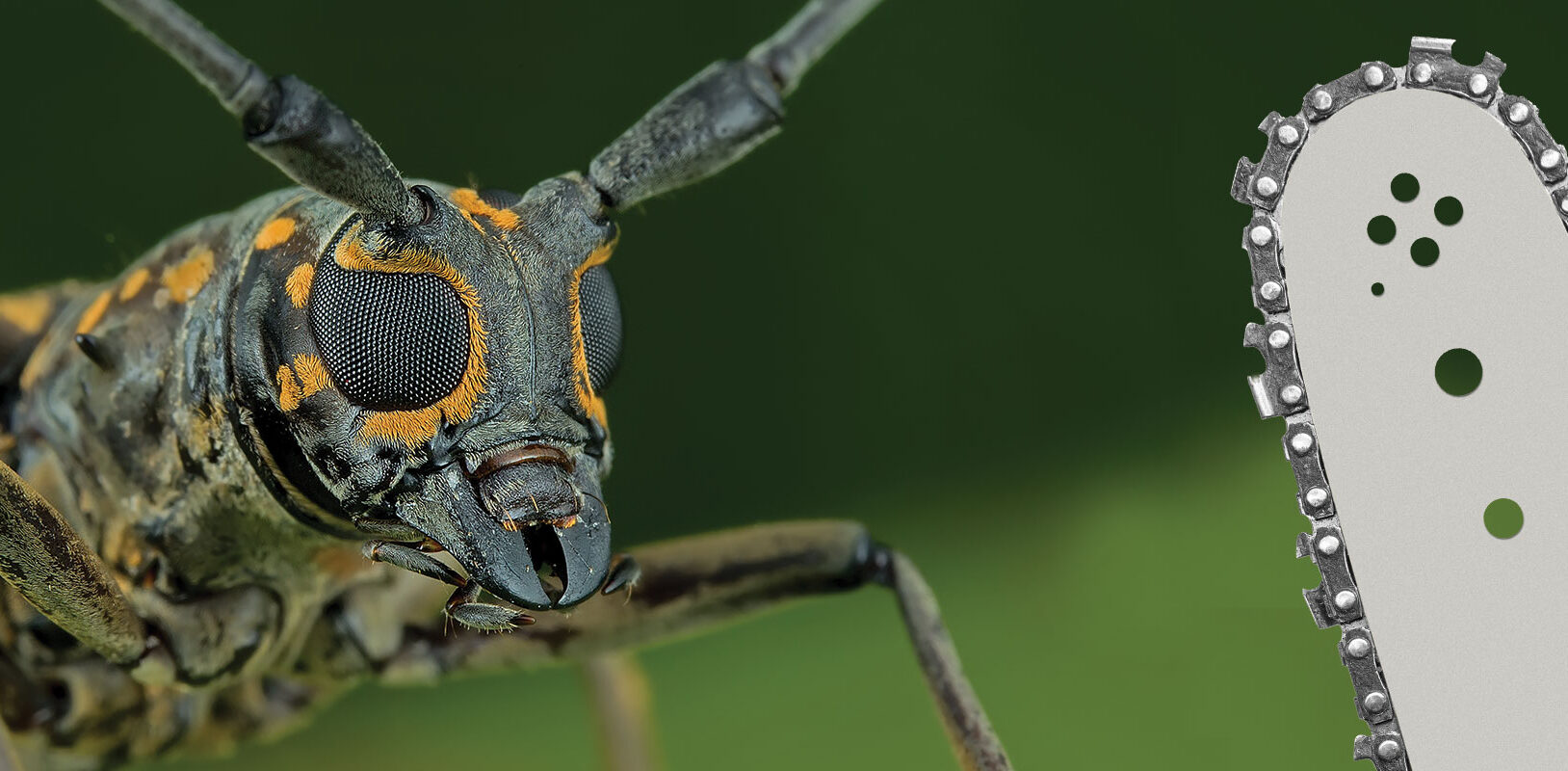 a beetle next to a chain saw blade