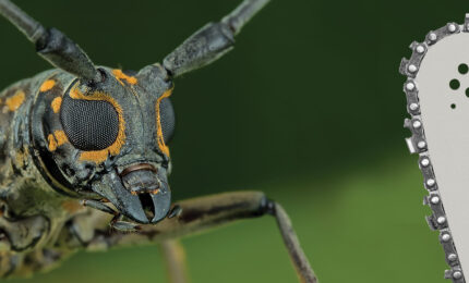 a beetle next to a chain saw blade