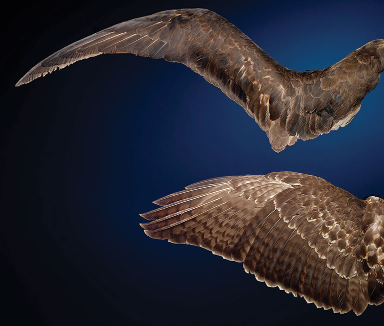 2 bird wings