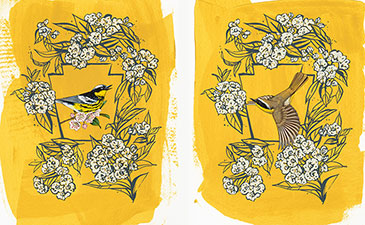 Two pieces of artwork depicting birds on a yellow bakground.