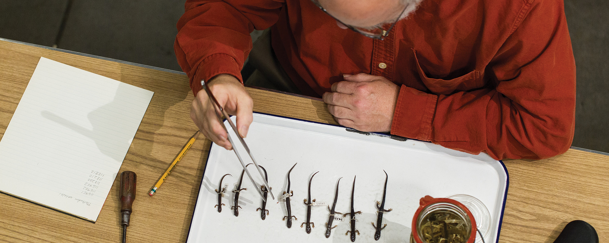 Overhead view of a collection manager sorting specimens on a white tray.