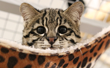 A close up view of a baby Geoffroy's cat.