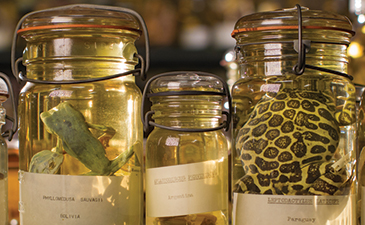 Rows of jars containing specimens of amphibians and reptiles.