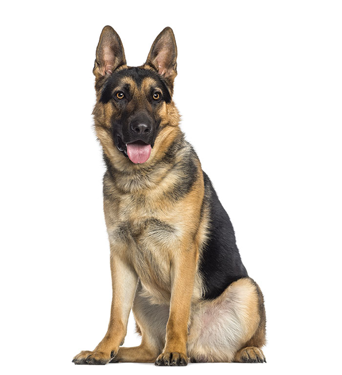 A german Shepphard