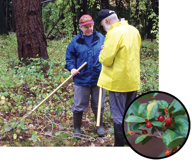 A man and women looking at a plant with an inset photo of red berries