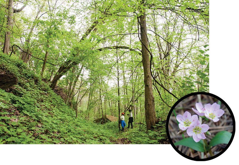 A view of trees and growth with an inset picture of a flower