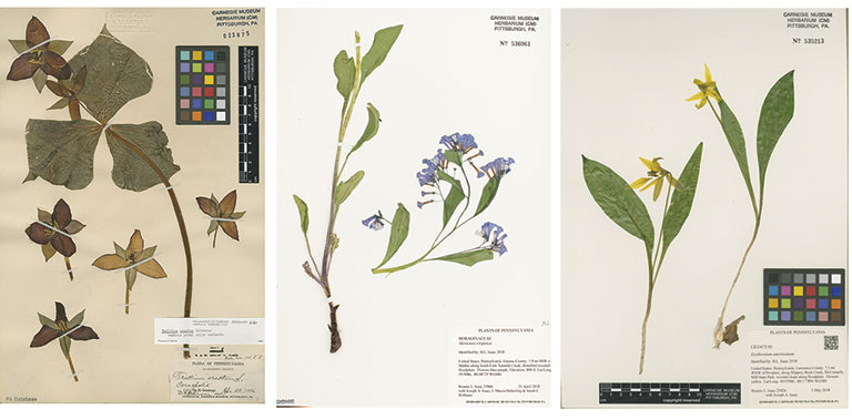 Three botany specimens side by side