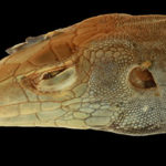 A detail of the head of a snake