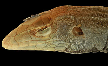 A detail of the head of a snake