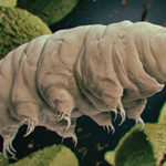 A microscopic image of a Tardigrade