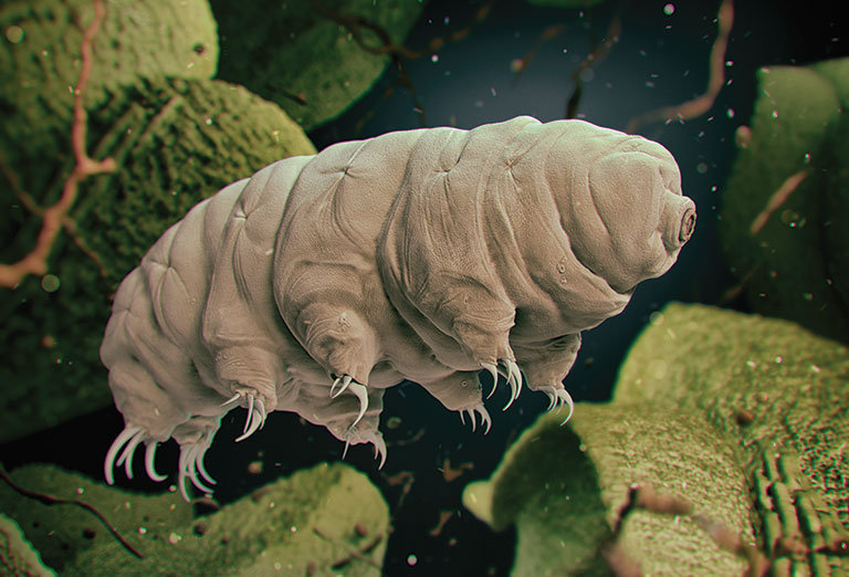A microscopic image of a Tardigrade
