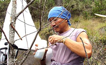 Chen Young collecting Crane flies in the field