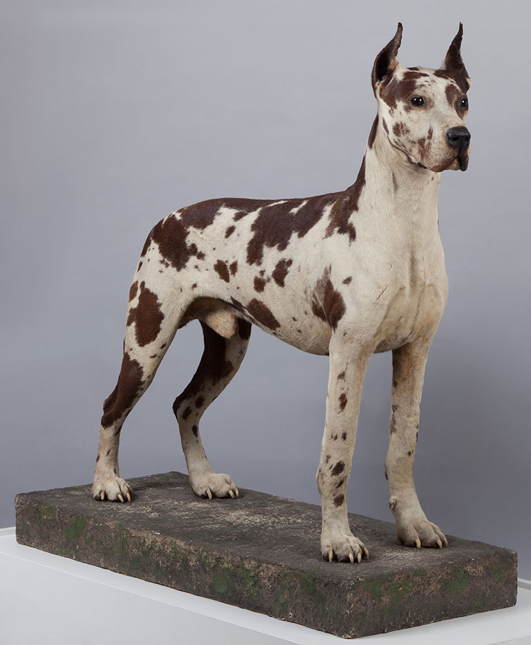 A taxidermy Great Dane