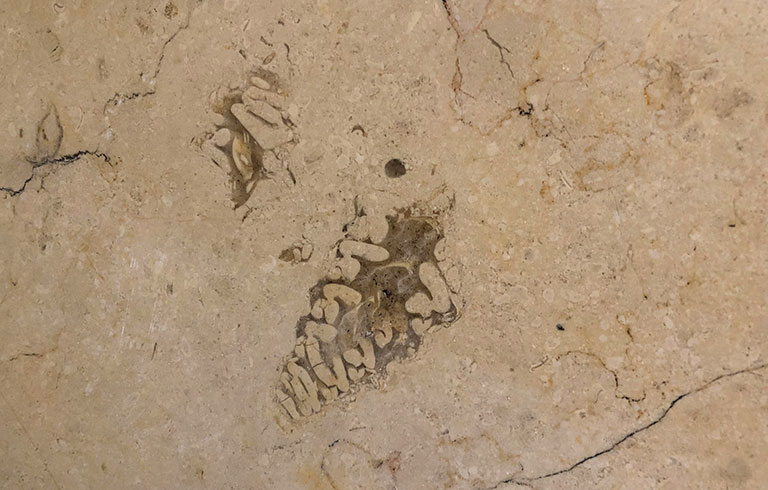 Fossils found in the marble of Carnegie Museum's halls and floors
