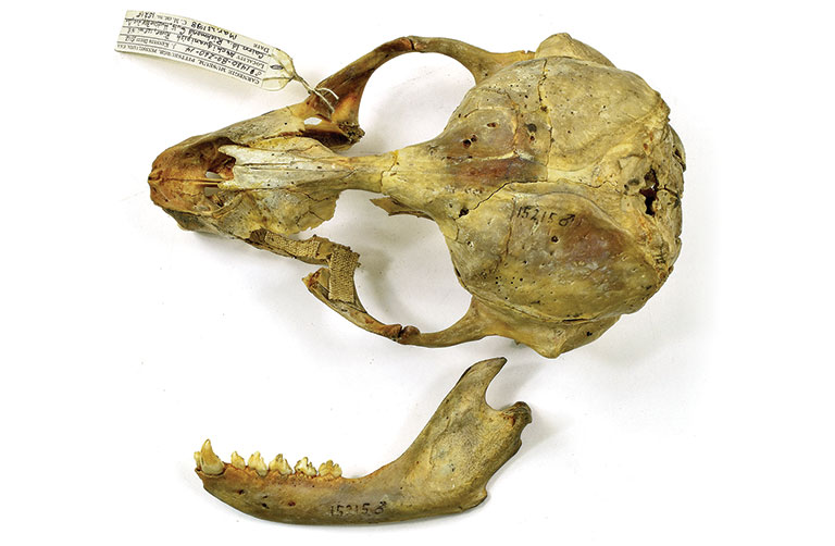 The skull of a freshwater seal