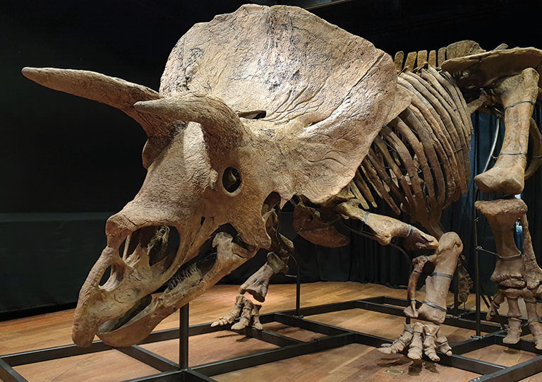Mounted bones of a large triceratops