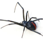 A large black and red spider
