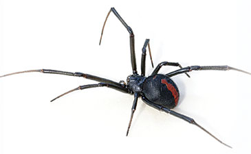 A large black and red spider