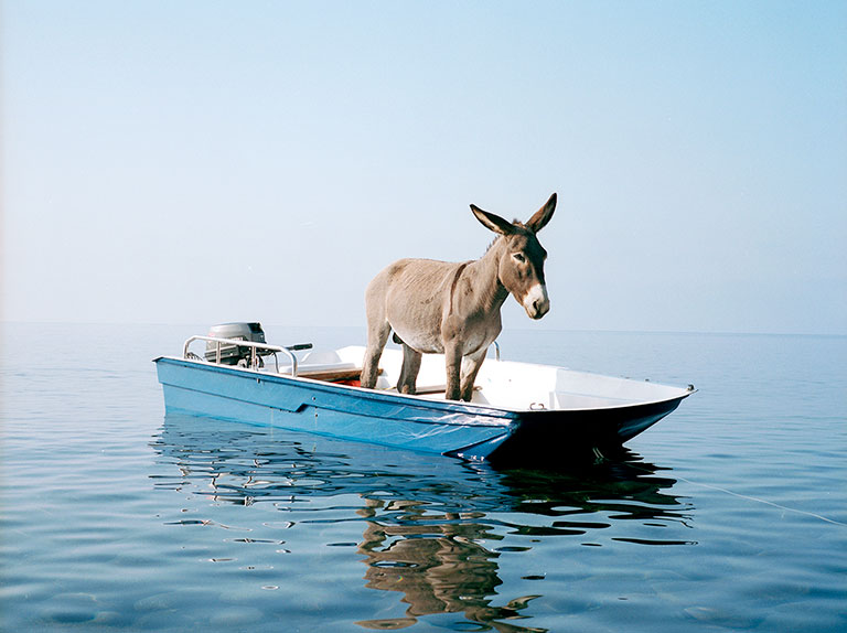 A donkey adrift on a small rowboat