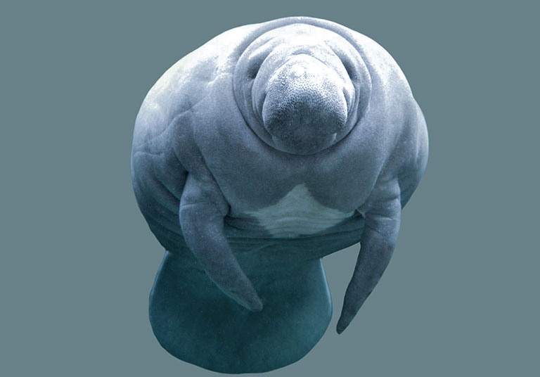 a closeup of a manatee