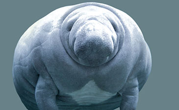 a closeup of a manatee