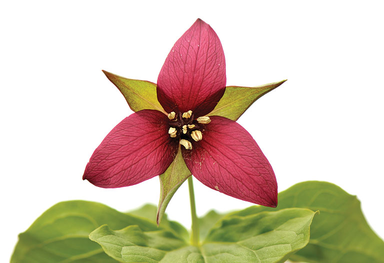 A single dark pink flower